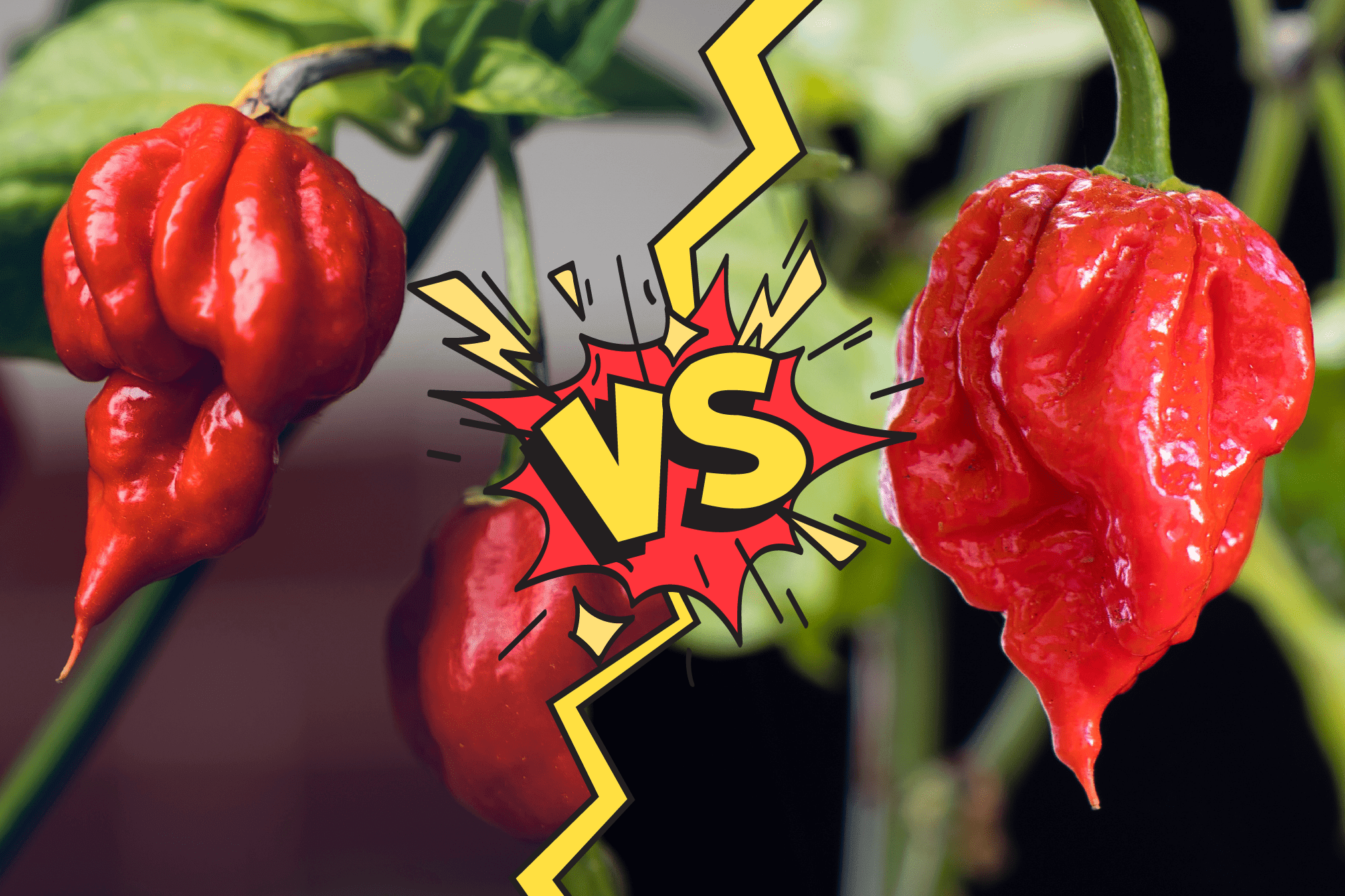 Carolina Reaper vs Trinidad Moruga Scorpion: A Guide to the World's ...