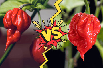 Carolina Reaper vs Trinidad Moruga Scorpion: A Guide to the World's Hottest Chilli Peppers - One Stop Chilli Shop
