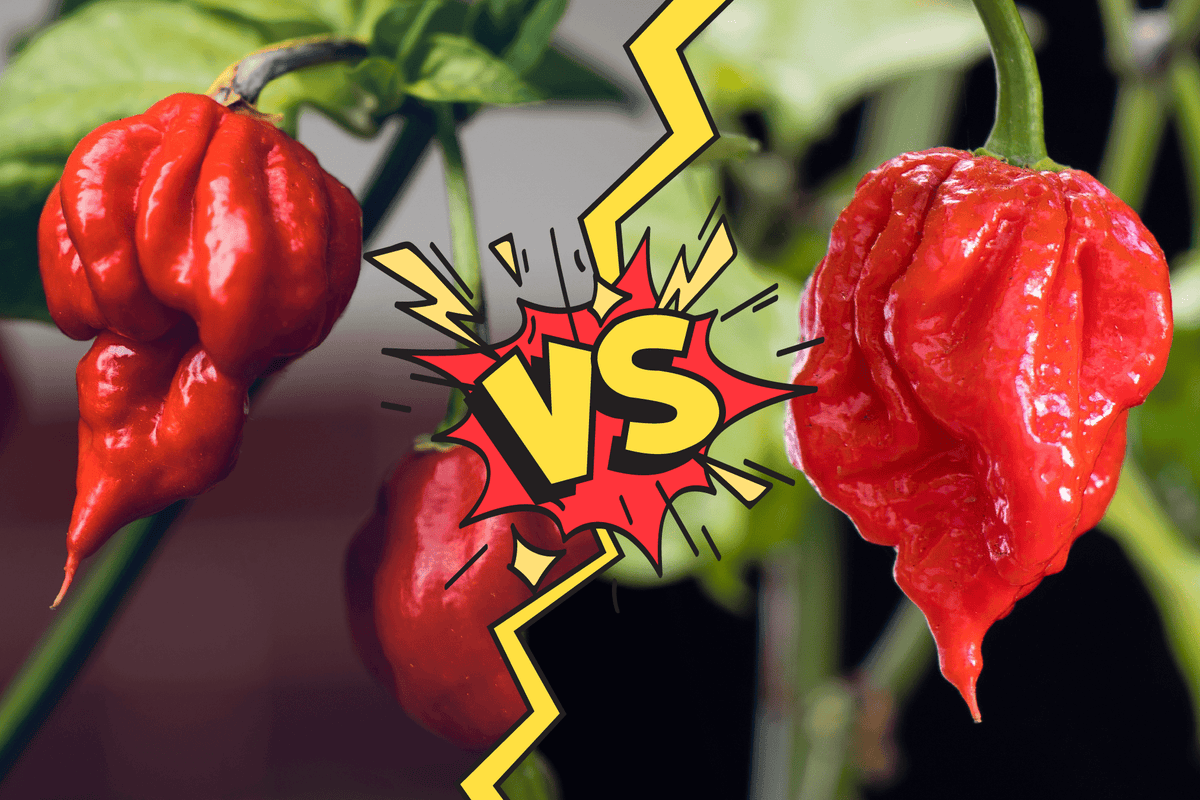 Carolina Reaper vs Trinidad Moruga Scorpion: A Guide to the World's ...