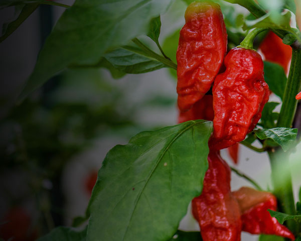Fresh Red Chilly Close Up Image