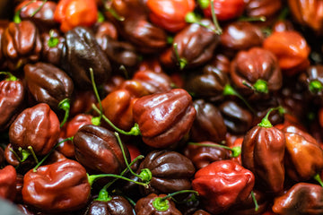 Chocolate Habanero Chillies direct from our farm in the UK. Copyright: Chilli Mash Company Ltd 2019