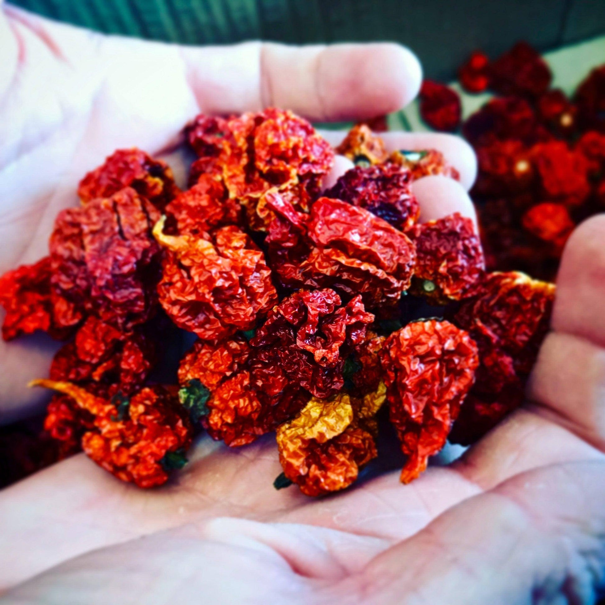 Dried Ghost Pepper Chilli | Chilli Mash Company | 10 Whole Pods | Bhut Jolokia | Dried Chillies